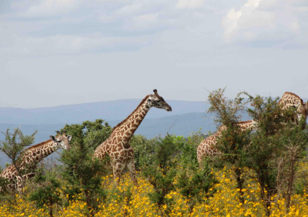 Giraffes