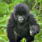 Gorilla Rwanda