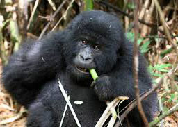Rwanda Gorilla Tour
