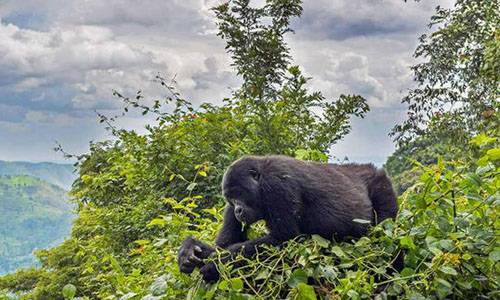 1 Day Gorilla Trek Uganda